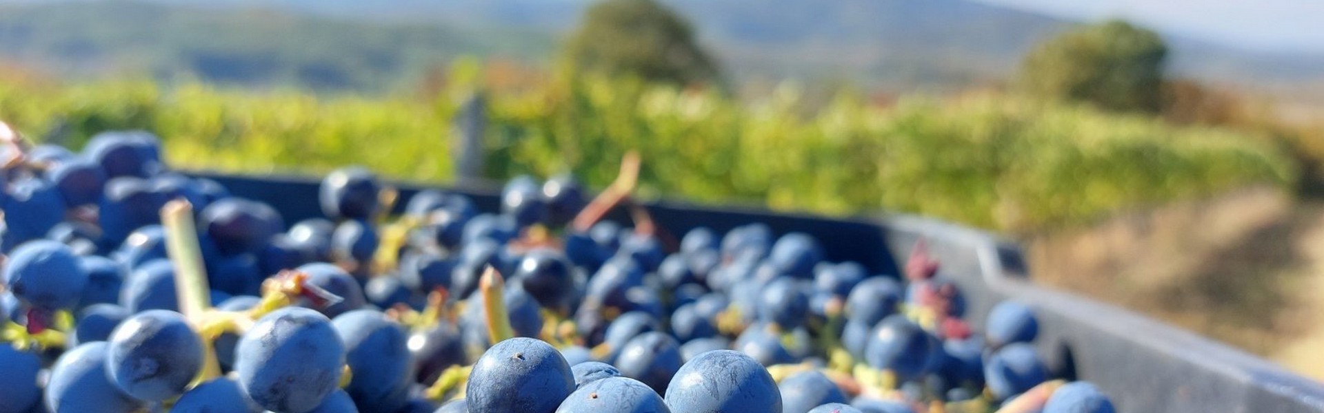 Serbian vineyards