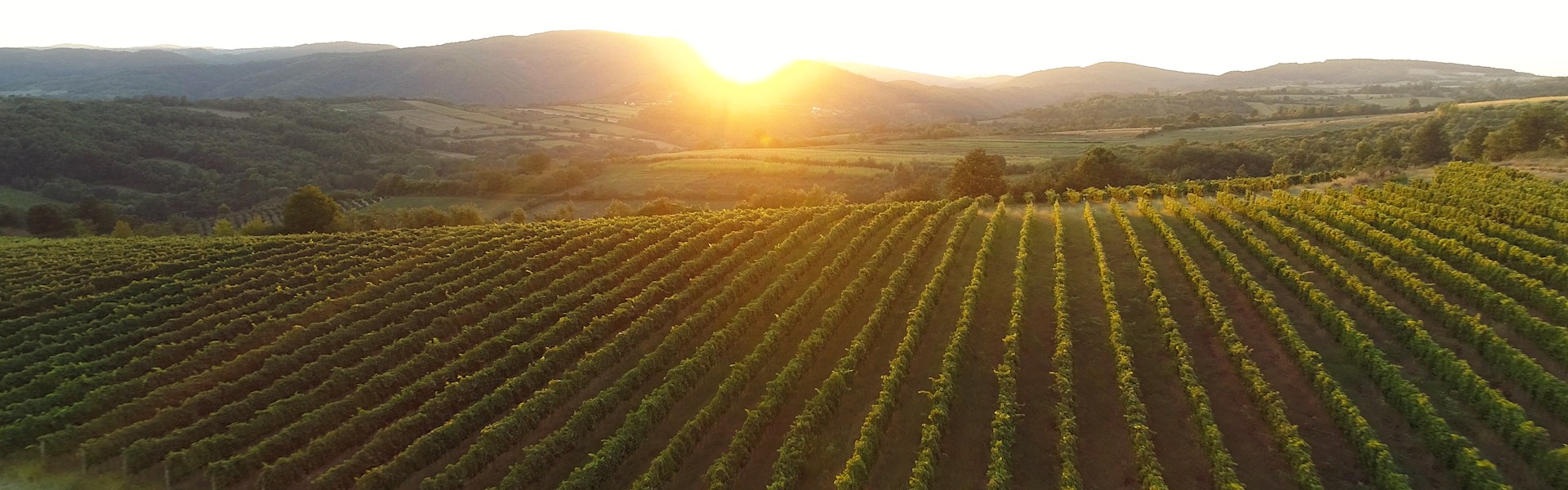 Serbian vineyards