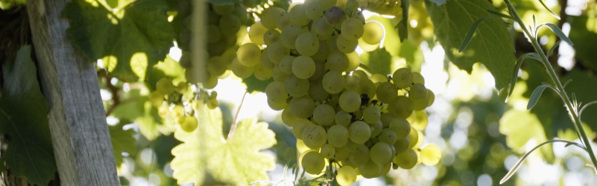 Serbian vineyards
